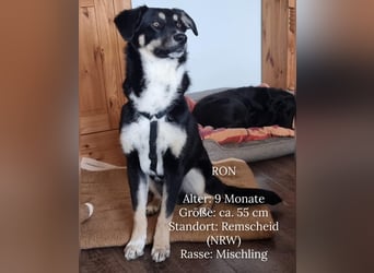 Ron, Rüde, kastriert, *ca. 29.05.25, Sh ca. 60cm, ca. 19kg, sozial, lernwillig, verspielt.