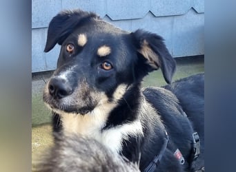 Ron, Rüde, kastriert, *ca. 29.05.25, Sh ca. 60cm, ca. 19kg, sozial, lernwillig, verspielt.