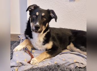 Ron, Rüde, kastriert, *ca. 29.05.25, Sh ca. 60cm, ca. 19kg, sozial, lernwillig, verspielt.