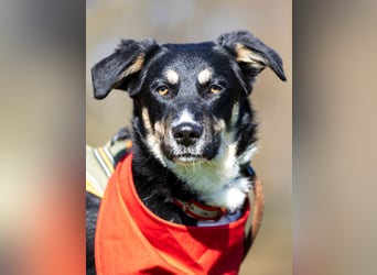 Ron, Rüde, kastriert, *ca. 29.05.25, Sh ca. 60cm, ca. 19kg, sozial, lernwillig, verspielt.