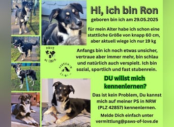 Ron, Rüde, kastriert, *ca. 29.05.25, Sh ca. 60cm, ca. 19kg, sozial, lernwillig, verspielt.