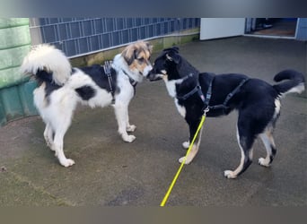 Ron, Rüde, kastriert, *ca. 29.05.25, Sh ca. 60cm, ca. 19kg, sozial, lernwillig, verspielt.