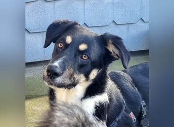 Ron, Rüde, kastriert, *ca. 29.05.25, Sh ca. 60cm, ca. 19kg, sozial, lernwillig, verspielt.