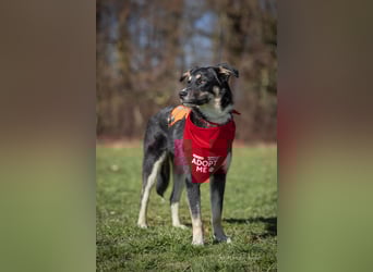 Ron, Rüde, kastriert, *ca. 29.05.25, Sh ca. 60cm, ca. 19kg, sozial, lernwillig, verspielt.