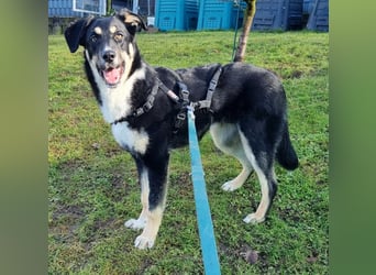 Ron, Rüde, kastriert, *ca. 29.05.25, Sh ca. 60cm, ca. 19kg, sozial, lernwillig, verspielt.