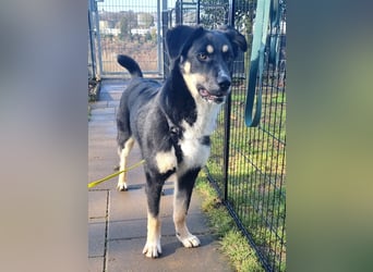 Ron, Rüde, kastriert, *ca. 29.05.25, Sh ca. 60cm, ca. 19kg, sozial, lernwillig, verspielt.