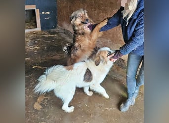 Matteo, lieber Handicap Hund * reserviert *