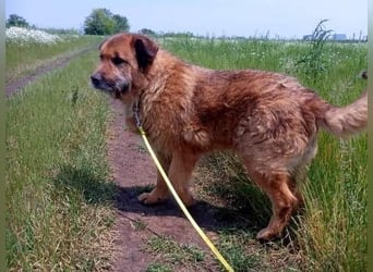 Alf, sucht einen Gnadenplatz