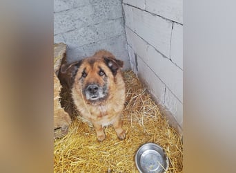 Alf, sucht einen Gnadenplatz