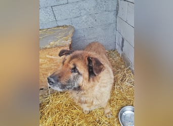 Alf, sucht einen Gnadenplatz