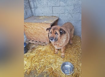 Alf, sucht einen Gnadenplatz