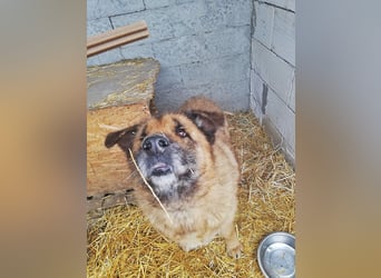 Alf, sucht einen Gnadenplatz