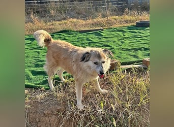 Perla sucht einen Gnadenplatz