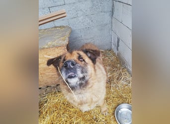 Alf, sucht einen Gnadenplatz
