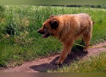 Alf, sucht einen Gnadenplatz