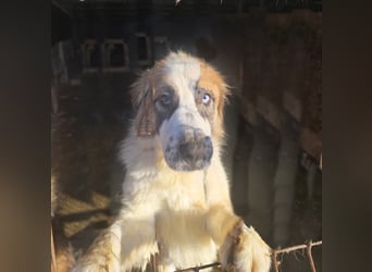 Matteo, lieber Handicap Hund * reserviert *