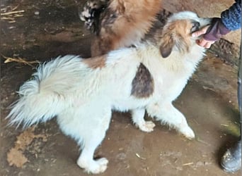 Matteo, lieber Handicap Hund * reserviert *