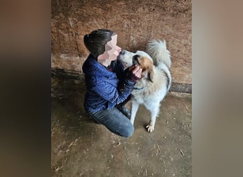 Matteo, lieber Handicap Hund * reserviert *