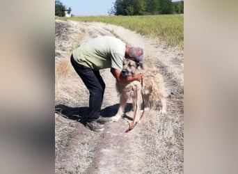 Alf, sucht einen Gnadenplatz