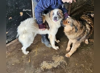 Matteo, lieber Handicap Hund * reserviert *