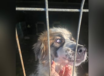 Matteo, lieber Handicap Hund * reserviert *