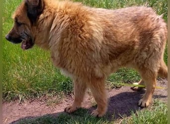 Alf, sucht einen Gnadenplatz
