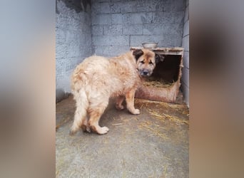 Alf, sucht einen Gnadenplatz