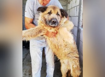 Alf, sucht einen Gnadenplatz