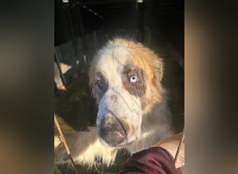 Matteo, lieber Handicap Hund * reserviert *