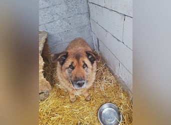 Alf, sucht einen Gnadenplatz