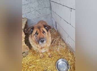 Alf, sucht einen Gnadenplatz