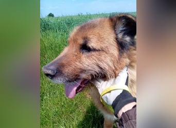 Alf, sucht einen Gnadenplatz