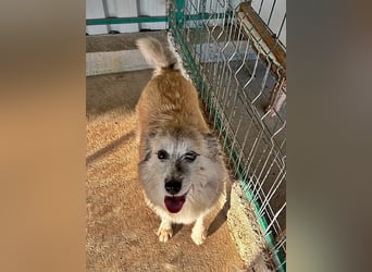 Perla sucht einen Gnadenplatz