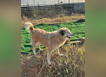 Perla sucht einen Gnadenplatz