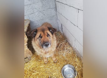 Alf, sucht einen Gnadenplatz