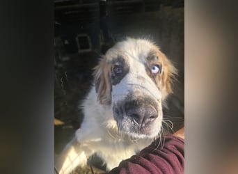 Matteo, lieber Handicap Hund * reserviert *