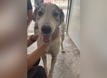 Davide:  Traumhund für "Große Hunde-Freunde"