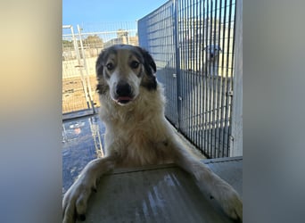 Davide:  Traumhund für "Große Hunde-Freunde"