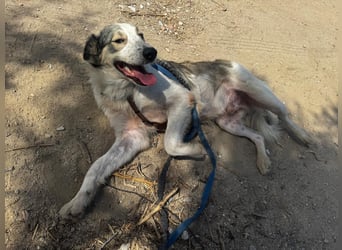 Davide:  Traumhund für "Große Hunde-Freunde"