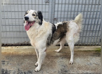 Davide:  Traumhund für "Große Hunde-Freunde"