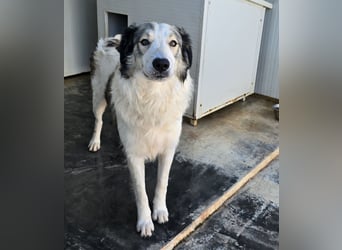 Davide:  Traumhund für "Große Hunde-Freunde"