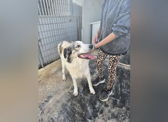 Davide:  Traumhund für "Große Hunde-Freunde"