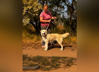 Sanfte Jana sucht liebevolles Zuhause