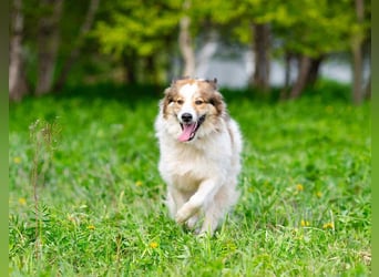 Kuschelbär Mischa sucht seine Familie