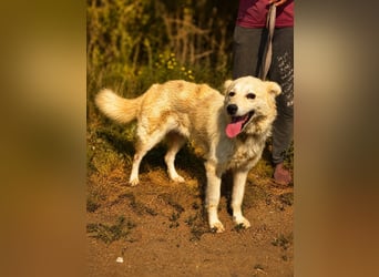Sanfte Jana sucht liebevolles Zuhause