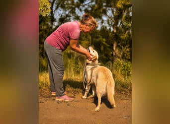 Sanfte Jana sucht liebevolles Zuhause