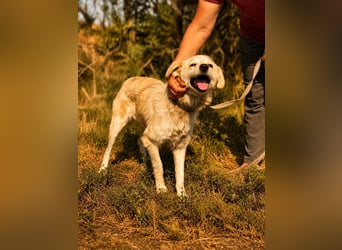 Sanfte Jana sucht liebevolles Zuhause