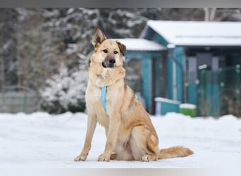 Freundlicher Anton sucht seine Familie