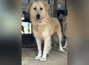 Jako, geb. ca. 09/2023, lebt in GRIECHENLAND, im städt. Tierheim Serres
