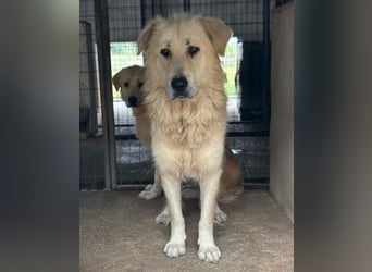 Jako, geb. ca. 09/2023, lebt in GRIECHENLAND, im städt. Tierheim Serres